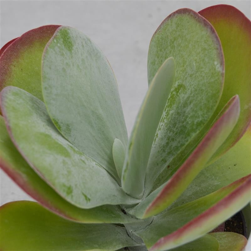 Kalanchoe thyrsiflora - 12cm