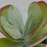 Kalanchoe thyrsiflora - 12cm