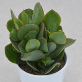 Crassula arborescens - 12cm
