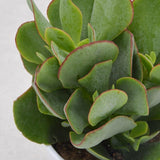 Crassula arborescens - 12cm