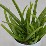 Aloe vera Sweet - 12cm