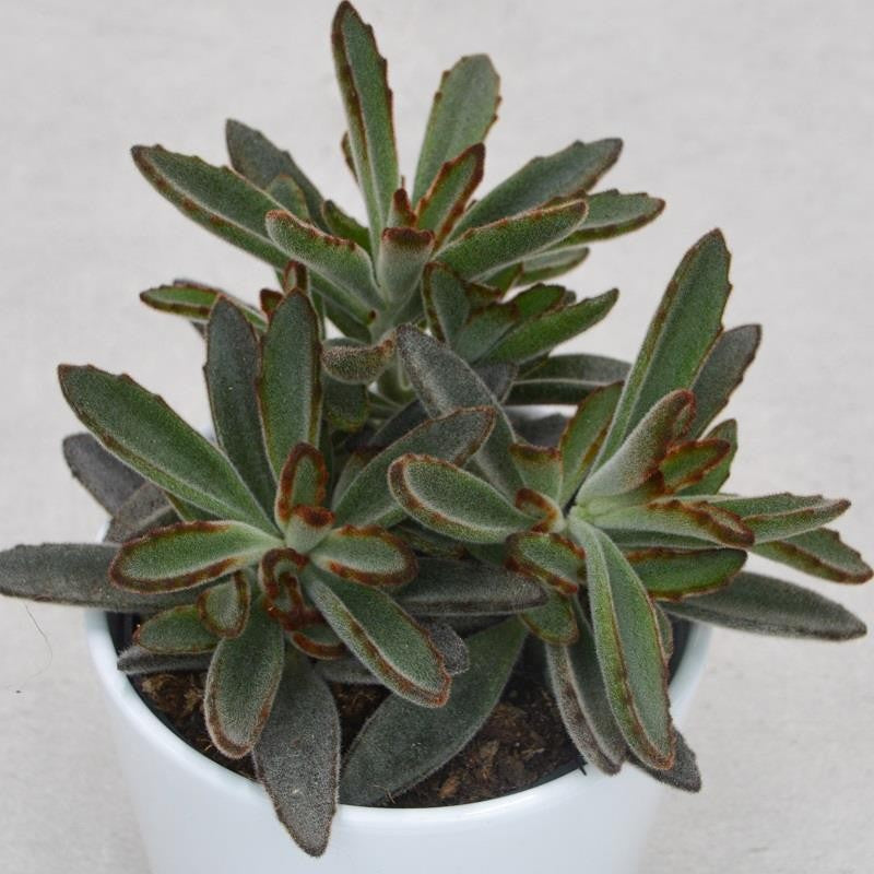 Kalanchoe tomentosa Rubra - 10,5cm