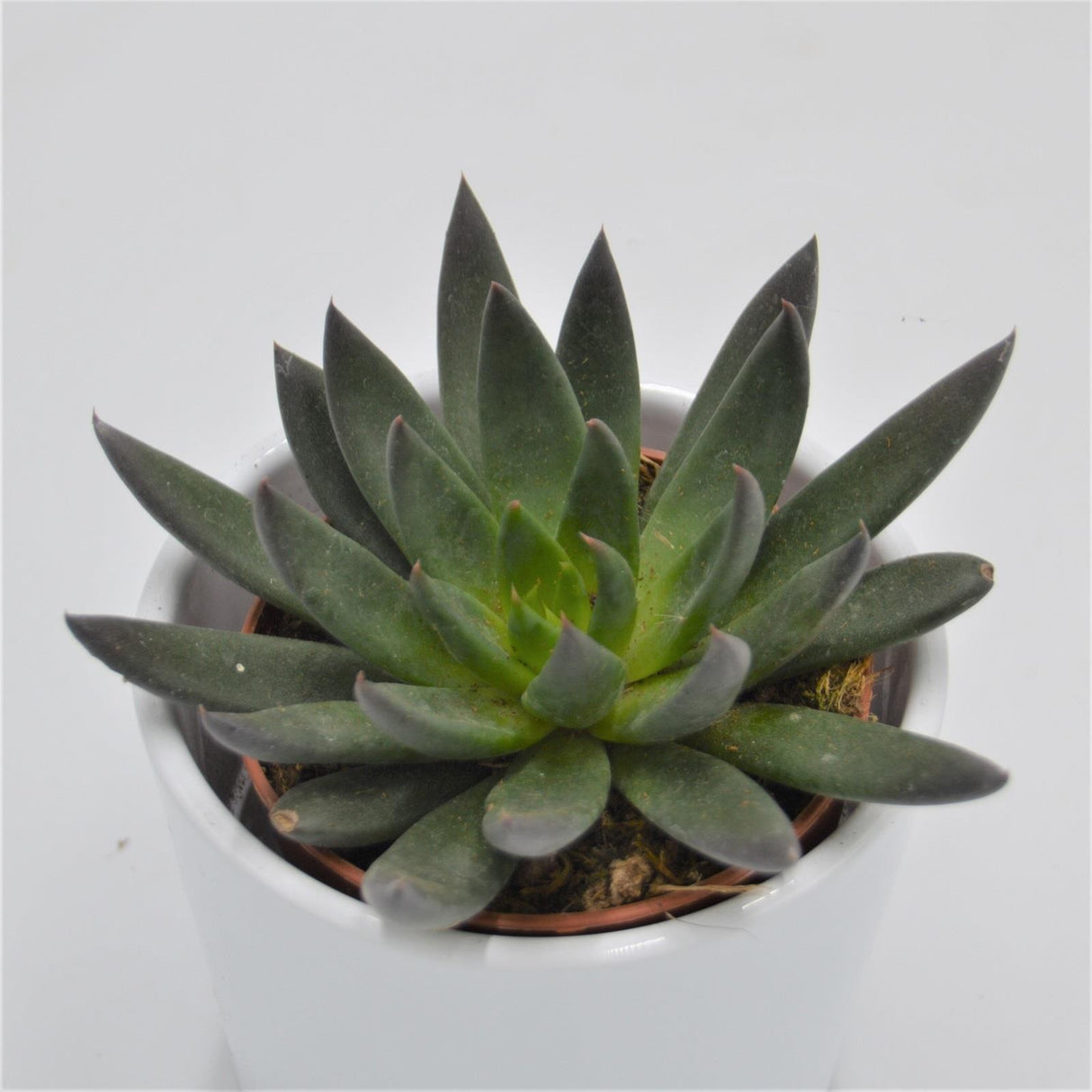Echeveria affinis - 8,5cm