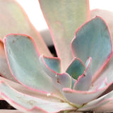 Echeveria Afterglow - 10,5cm