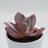 Echeveria Afterglow - 10,5cm