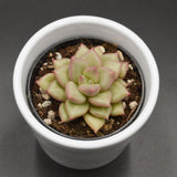 Echeveria agavoides J.C. Van Keppel - 6cm