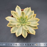 Echeveria agavoides Mira f. variegata