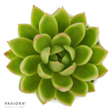 Echeveria agavoides Miranda - 6cm