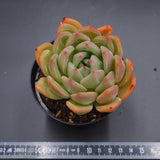 Echeveria agavoides x laui
