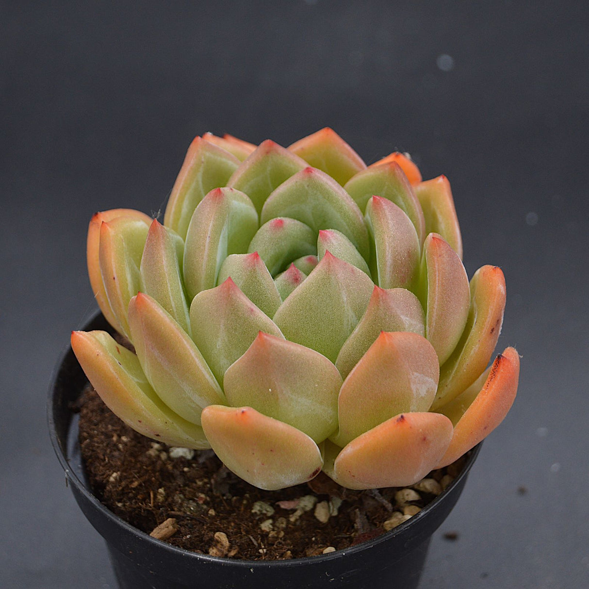 Echeveria agavoides x laui