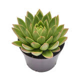 Echeveria agavoides Miranda - 10,5cm