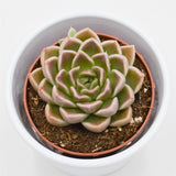 Echeveria Anubis - 8,5cm