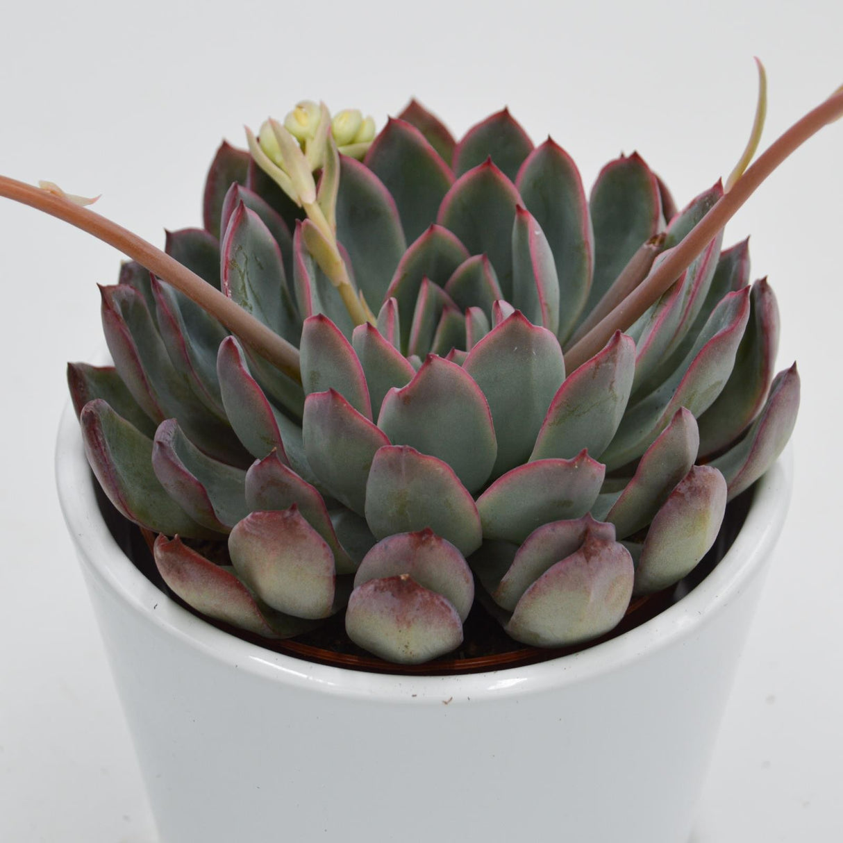 Echeveria Apus - 8,5cm