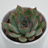 Echeveria Apus - 6cm