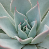 Echeveria Aquila - 10,5cm