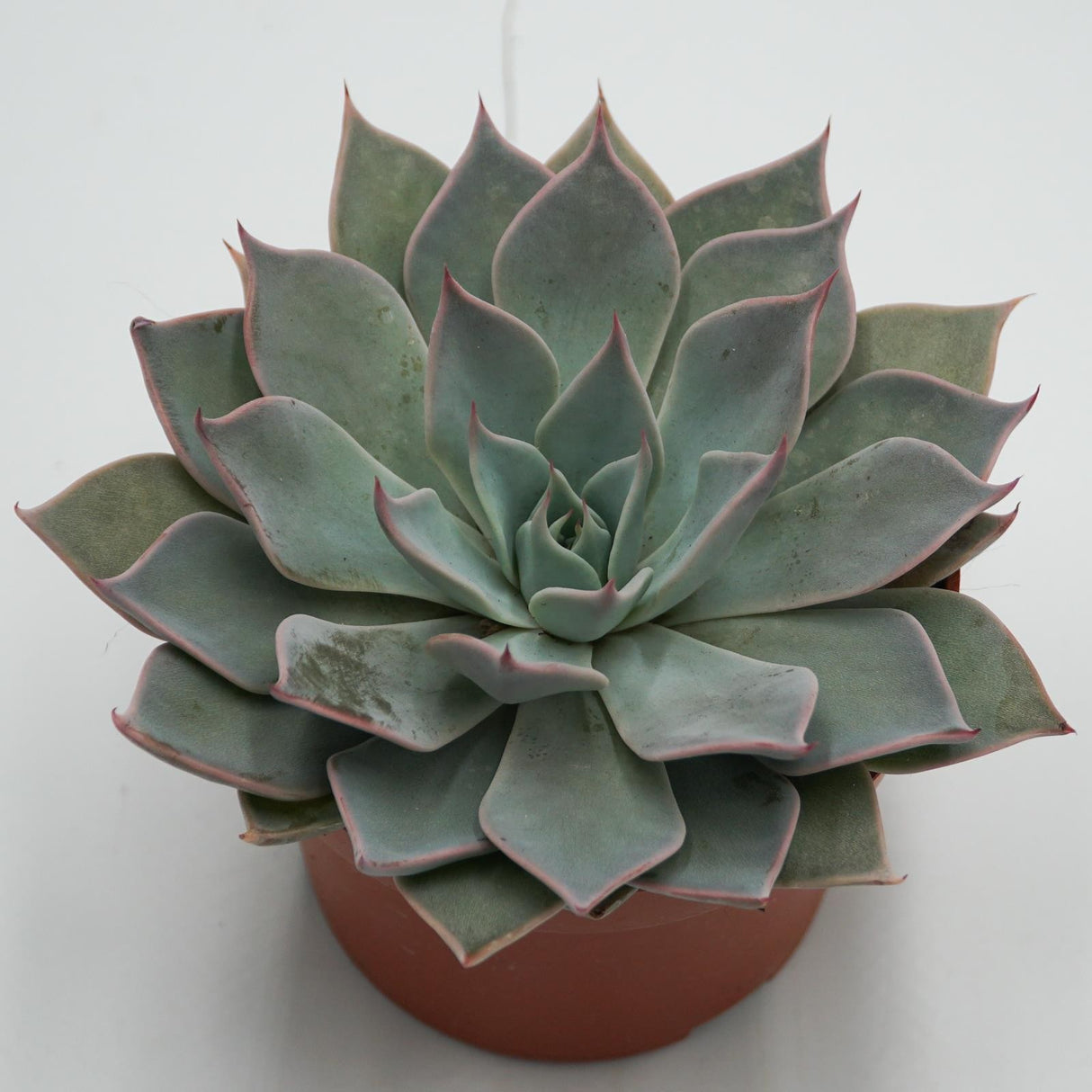 Echeveria Aquila - 10,5cm