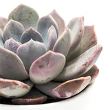 x Pachyveria Asante Sana - 12cm