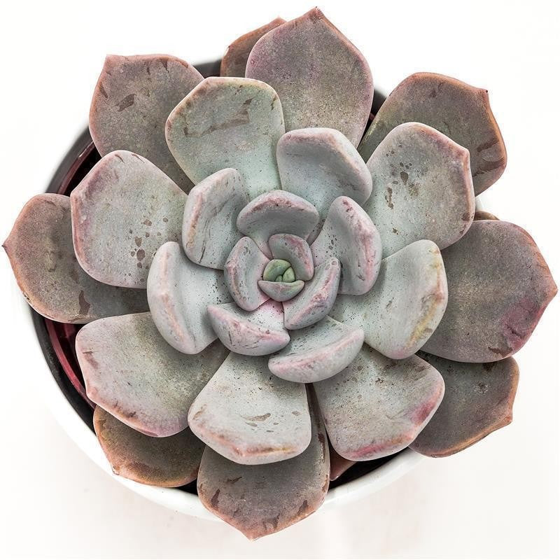 x Pachyveria Asante Sana - 12cm