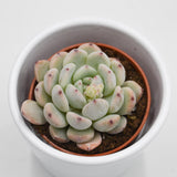 Echeveria Baena - 5,5cm