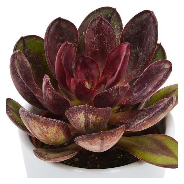 Echeveria Maruba Benitsukasa - 6cm