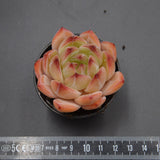 Echeveria Bird King