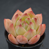 Echeveria Bird King