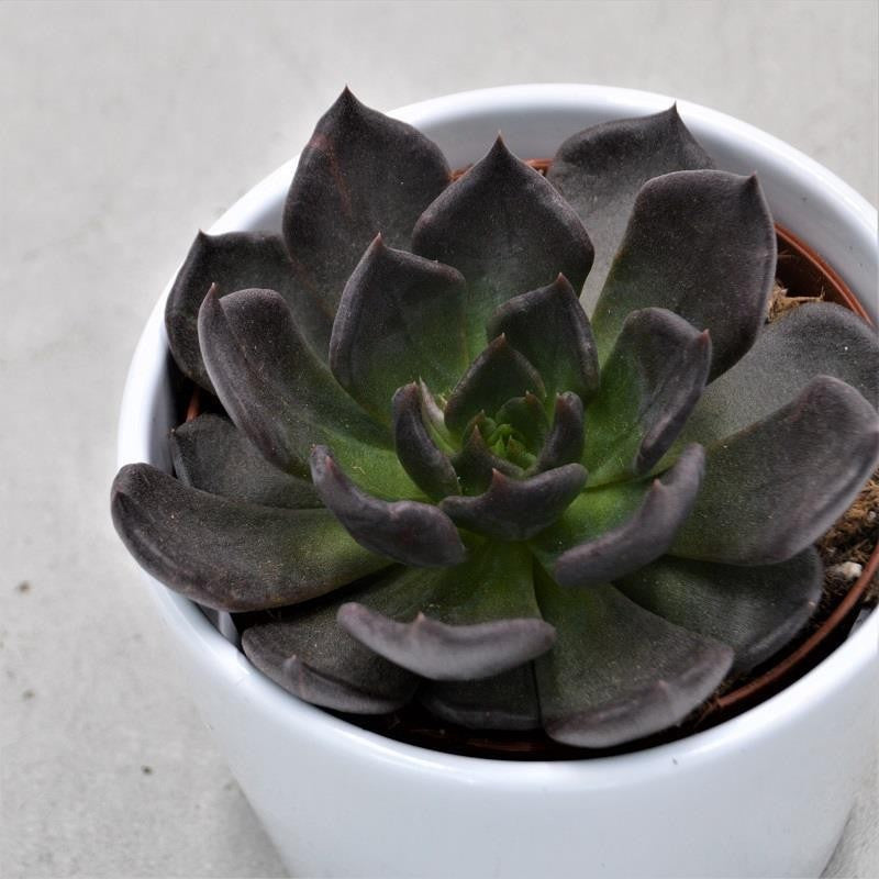 Echeveria Echoc - 10,5cm