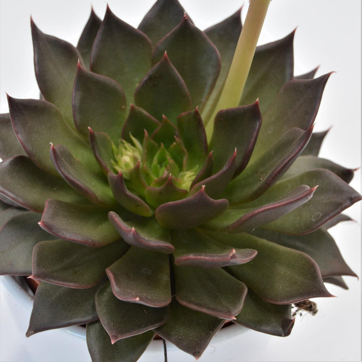 Echeveria Black River - 12cm