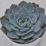Echeveria Branco - 12cm