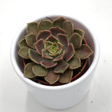 Echeveria Brown Rose - 5,5cm