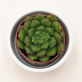 Echeveria Fantasia Carol - 5,5cm