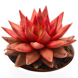 Echeveria agavoides Romeo Celestia - 8,5cm