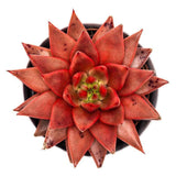 Echeveria agavoides Romeo Celestia - 8,5cm