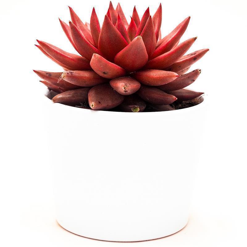 Echeveria agavoides Romeo Celestia - 8,5cm