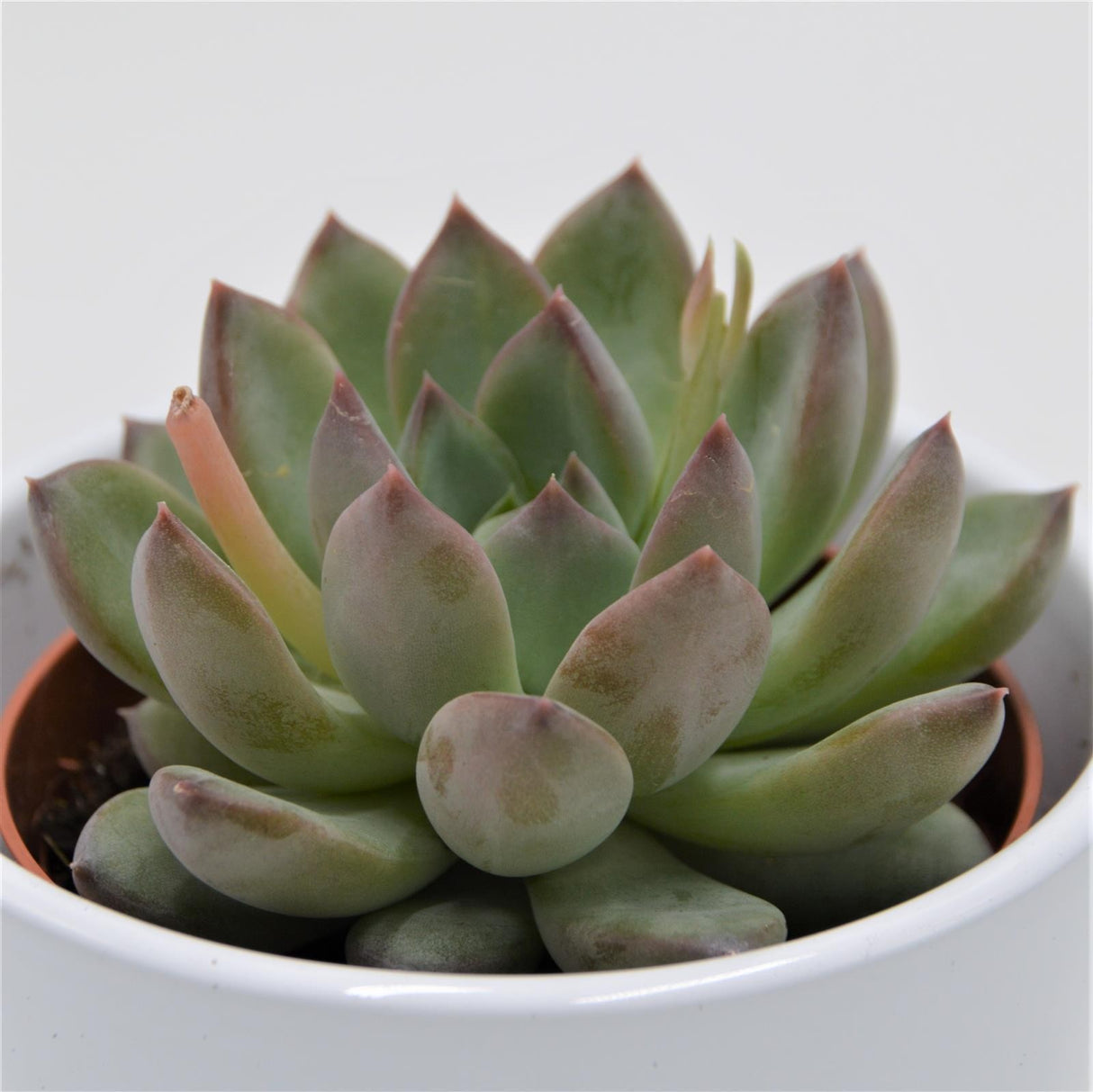 Echeveria colorata Hybrid - 8,5cm