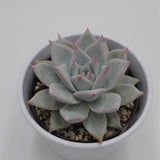 Echeveria colorata f. Tapalpa - 10,5cm