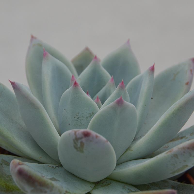 Echeveria colorata f. Tapalpa - 10,5cm