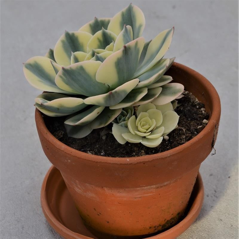 Echeveria Compton Carousel im Tontopf - 13cm