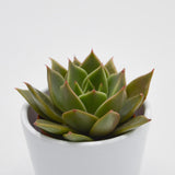 Echeveria Crystal Rose - 5,5cm