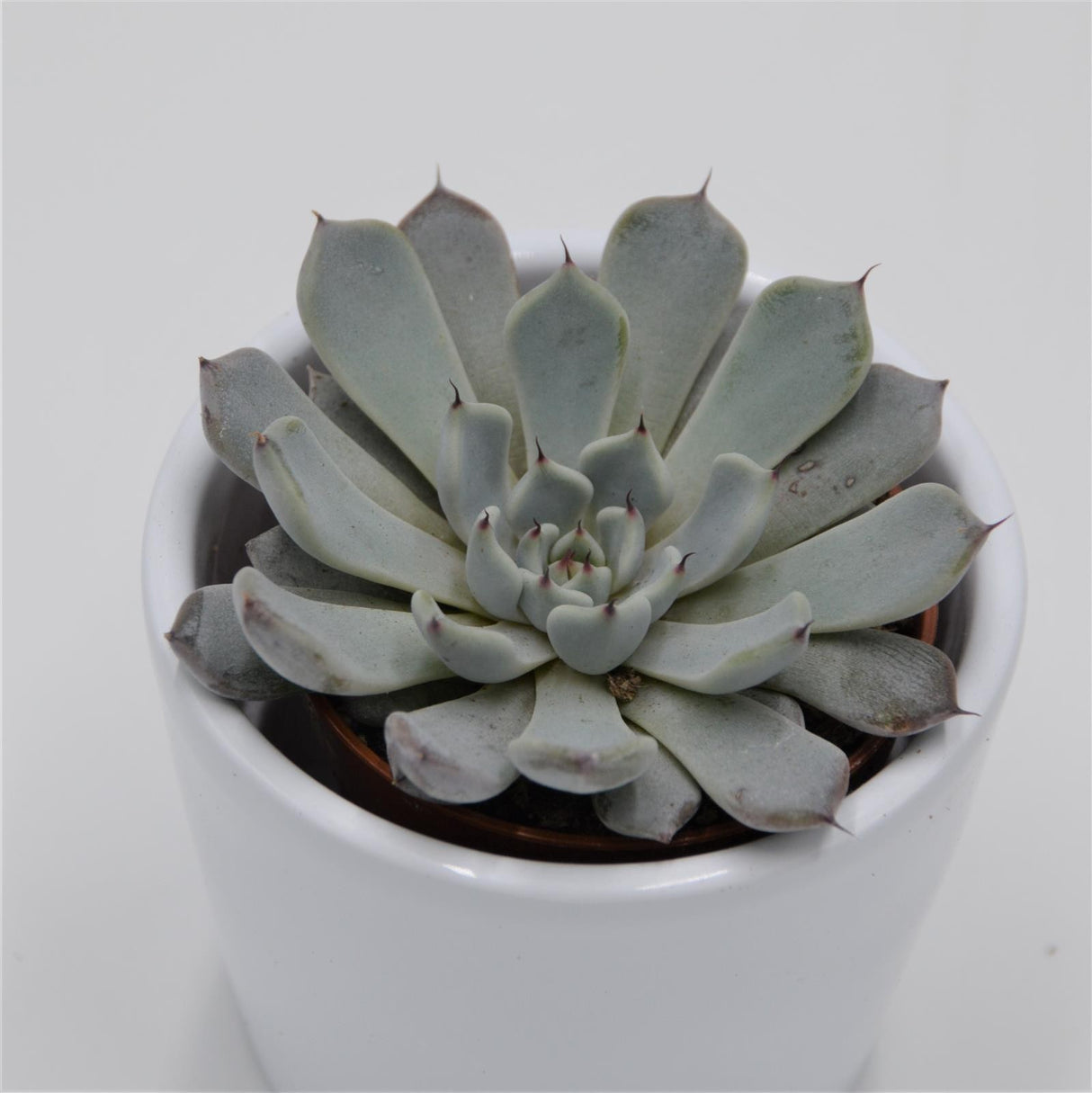 Echeveria cuspidata var. gemmula - 5,5cm