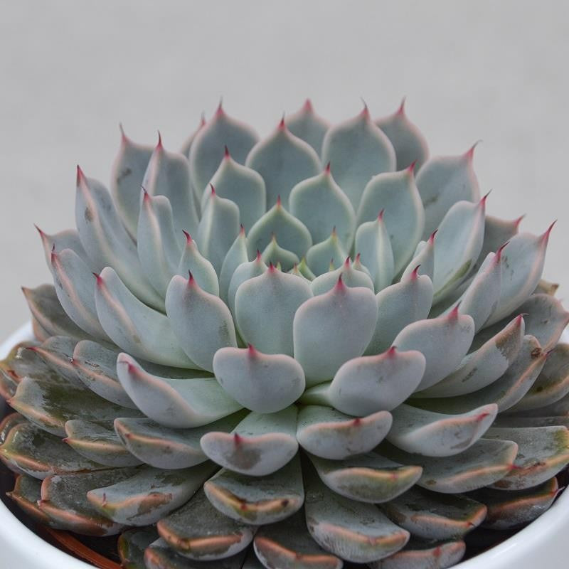Echeveria cuspidata var. gemmula - 10,5cm