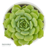 Enchanté Echeveria, 5 Stück