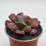 Echeveria Dick Wright - 13cm