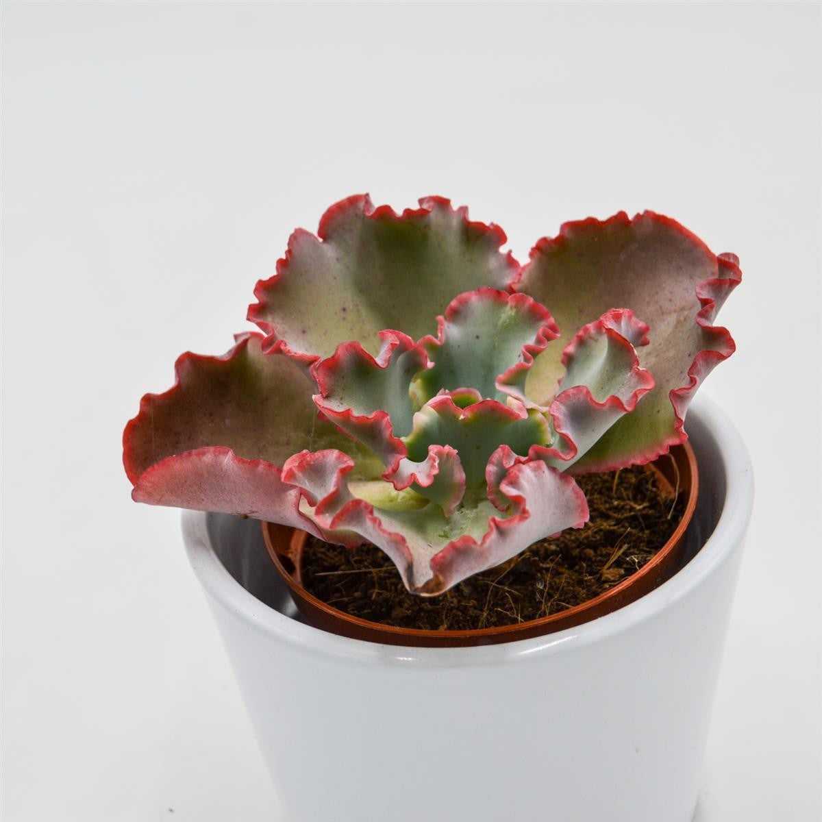 Echeveria Dicks Pink - 8,5cm