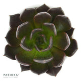 Enchanté Echeveria, 3 Stück