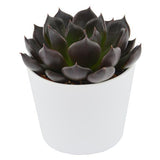 Enchanté Echeveria, 10 Stück