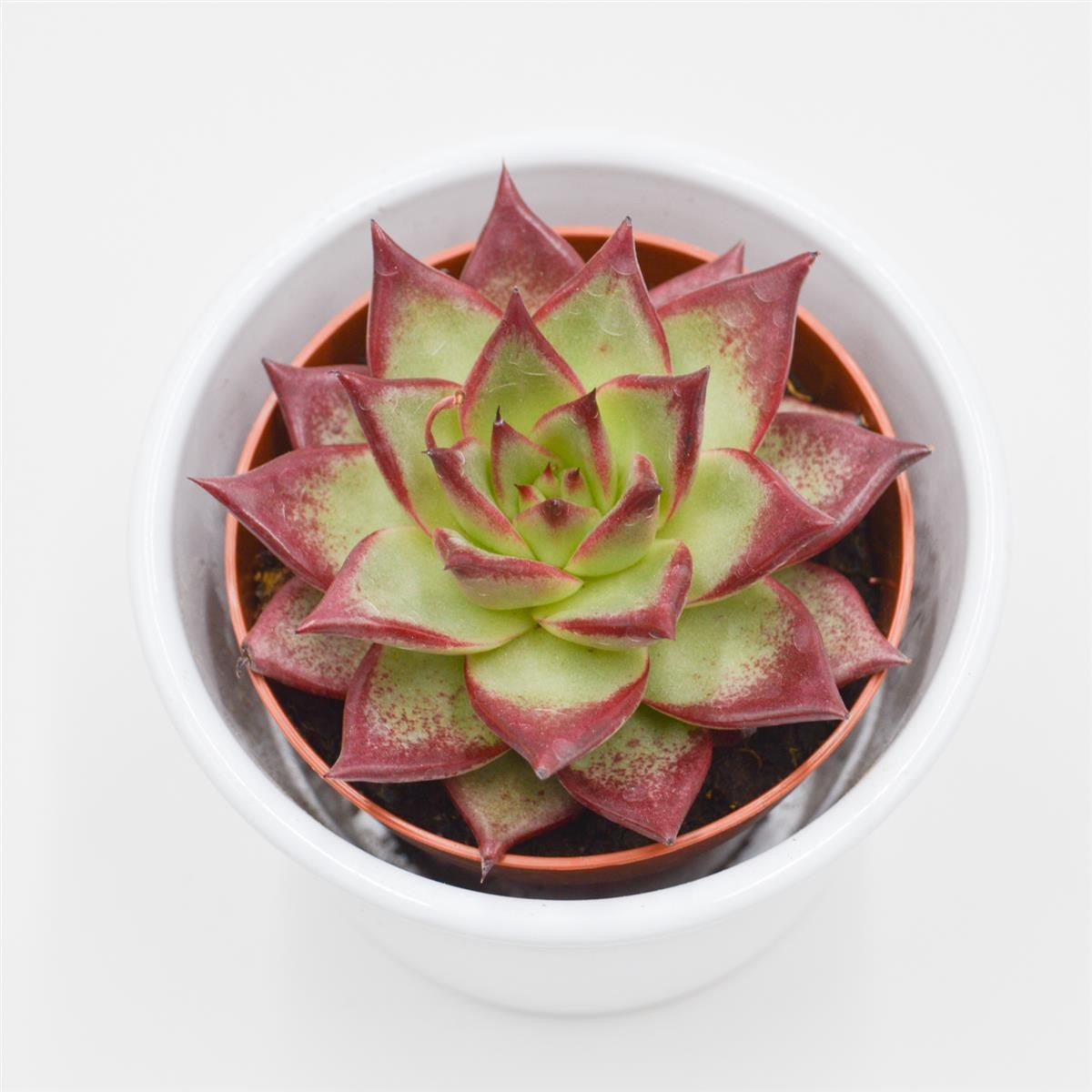 Echeveria Electra - 8,5cm