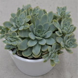 Echeveria elegans - 8,5cm