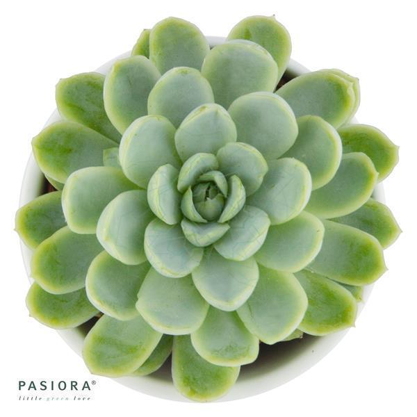 Echeveria elegans - 5,5cm