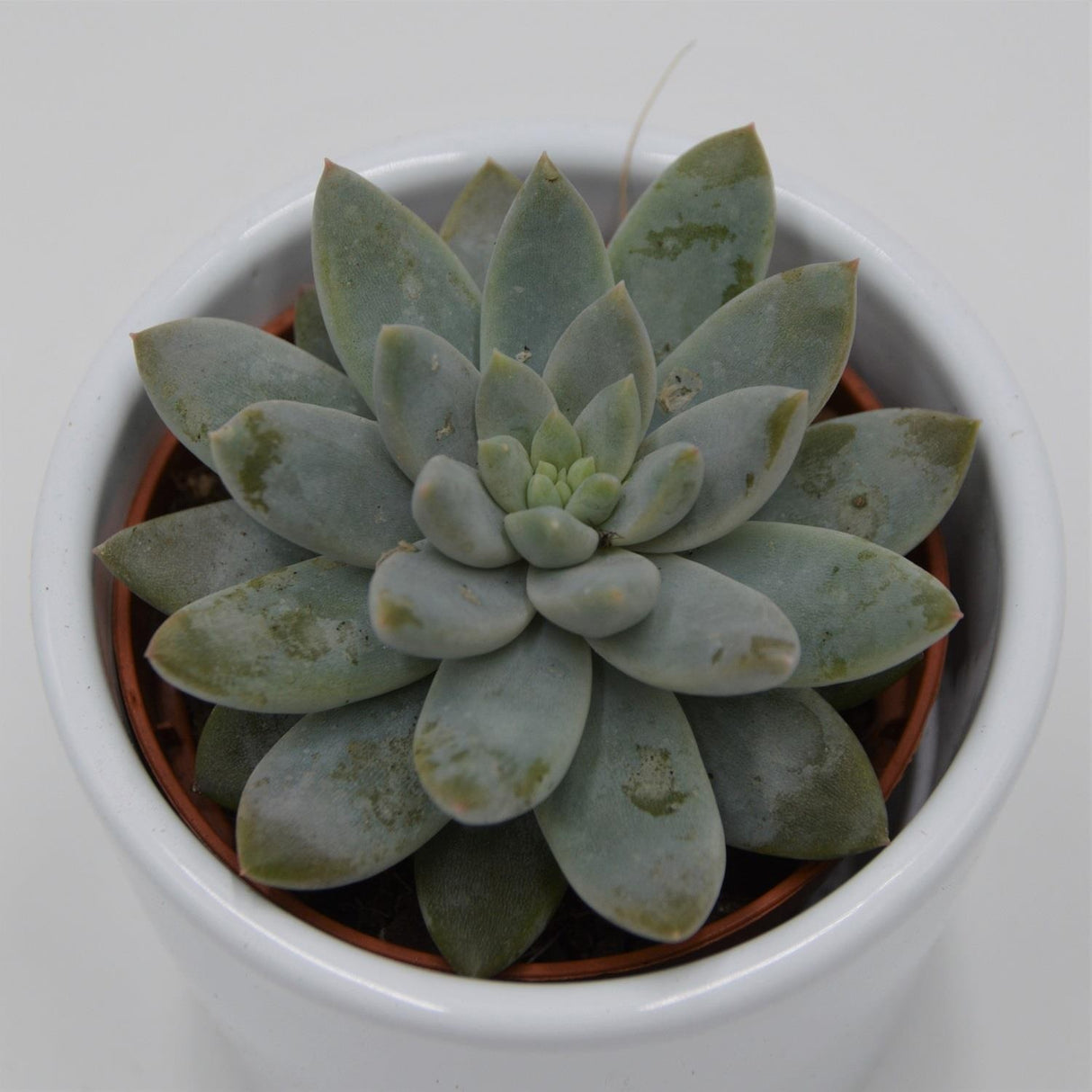 Echeveria Estrela - 6cm